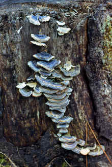 1981-03_JL_Blilie_Family_852.jpg (2624179 bytes)