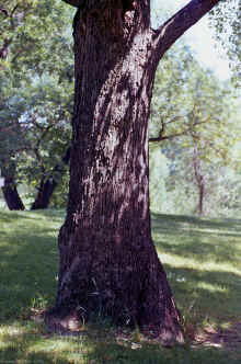 1981-07_JL_Blilie_Family_859.jpg (2480057 bytes)