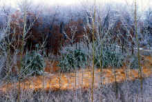 1981-12_JL_Blilie_Family_880.jpg (3842805 bytes)