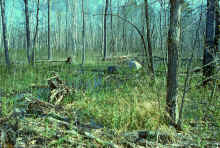 1982-04_JL_Blilie_Family_887_Mitchell_Lk.jpg (5111716 bytes)