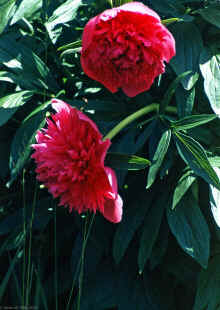 1982-06_JL_Blilie_Family_915.jpg (2107211 bytes)