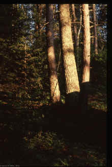 1982-08_JL_Blilie_Family_927.jpg (2898332 bytes)