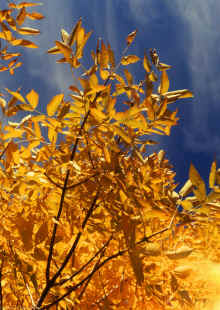 1982-09_JL_Blilie_Family_919.jpg (3164381 bytes)