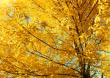 1982-09_JL_Blilie_Family_920.jpg (3769429 bytes)