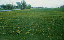 1983-04_JL_Blilie_Family_940.jpg (2472387 bytes)