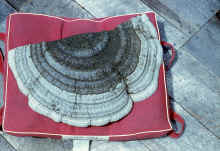 1983-05_JL_Blilie_Family_959.jpg (6798937 bytes)