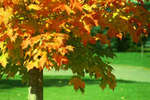 1983-10_JL_Blilie_Family_033.jpg (2807950 bytes)