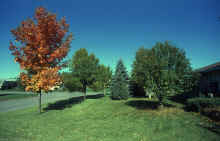 1983-10_JL_Blilie_Family_034.jpg (2468172 bytes)