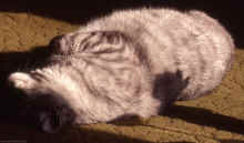 1984-06_JL_Blilie_Family_063.jpg (801274 bytes)