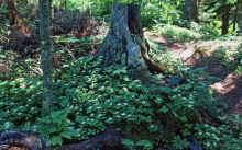 1984-06_JL_Blilie_Family_128.jpg (2183445 bytes)