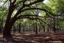 1985-04_JL_Blilie_Family_187.jpg (3521203 bytes)