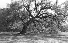 1985_Mississippi_324.jpg (5174111 bytes)