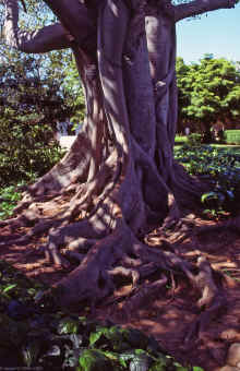 1986-03_JL_Blilie_Family_290_Santa_Barbara.jpg (1877469 bytes)