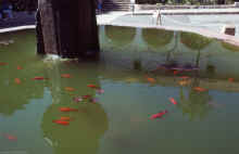 1986-03_JL_Blilie_Family_293_Santa_Barbara.jpg (1163360 bytes)