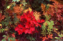 1986-09_JL_Blilie_Family_308_Mitchell_Lk.jpg (2575470 bytes)