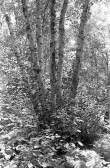 1986_Mitchell_Lake_128.jpg (5151796 bytes)