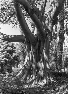 1986_Santa_Barbara_227.jpg (3637735 bytes)