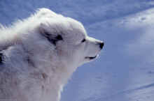 1993-02 Taka Isanti 5.jpg (2360654 bytes)