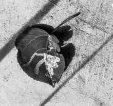 1994-08_North_Shore_307.jpg (2416162 bytes)