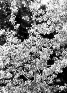 1994_Isanti_198.jpg (4293405 bytes)