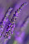 Lavender_11.JPG (104177 bytes)