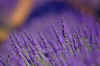 Lavender_12.JPG (106389 bytes)