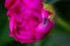 Peony 4.JPG (87571 bytes)