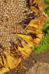 Sunflower.JPG (459083 bytes)