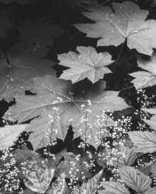 1990-08_Seattle_032.jpg (1751851 bytes)