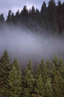 Misty Trees Seattle 1990.jpg (13121298 bytes)