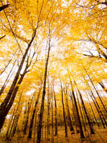 PA220292.jpg (21193891 bytes)