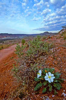 1996-04 Utah Trip 84 Delicate Arch Hike x.jpg (359150 bytes)