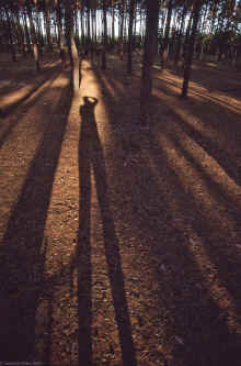 20091226_untitled_WT 3700 378-09 Germany-2-2.jpg (575102 bytes)