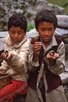 20100218_untitled_WT 1000 154-26 Nepal.jpg (908545 bytes)