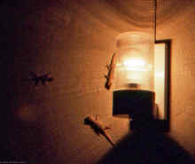 20100107_untitled_WT 0800 130-25 Thailand Chiang Mai.jpg (869133 bytes)