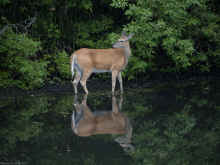 P6270845.jpg (442271 bytes)