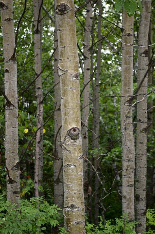 Aspens.JPG