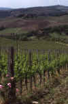 Italy 99 Chianti Vines.jpg (242539 bytes)