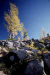 Larches Entiat Mtns 1.jpg (154349 bytes)