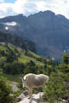 Mtn Goat.JPG (226483 bytes)