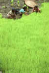 WT 146-35 Nepal Rice Planters.jpg (198265 bytes)