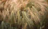 WT 183-03 Nepal Dew Barley.jpg (190613 bytes)