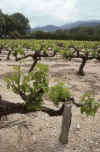 France 97 Gigondas Vines.jpg (210809 bytes)