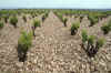 France 97 Stony Vineyard.jpg (229602 bytes)