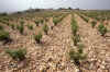 France 99 Ch N du P Vineyard.jpg (256355 bytes)