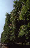 France 99 Paris Chestnuts Tuileries.jpg (146657 bytes)
