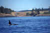 1998-07 Orcas Island 13 Whale Watching.jpg (168635 bytes)