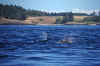 1998-07 Orcas Island 18 Whale Watching.jpg (175232 bytes)