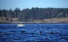 1998-07 Orcas Island 21 Whale Watching.jpg (160635 bytes)