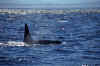 1998-07 Orcas Island 23 Whale Watching.jpg (220631 bytes)